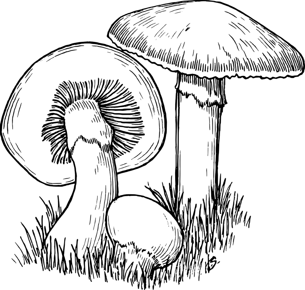 What about mushroom, Mushroom, the flashy spore